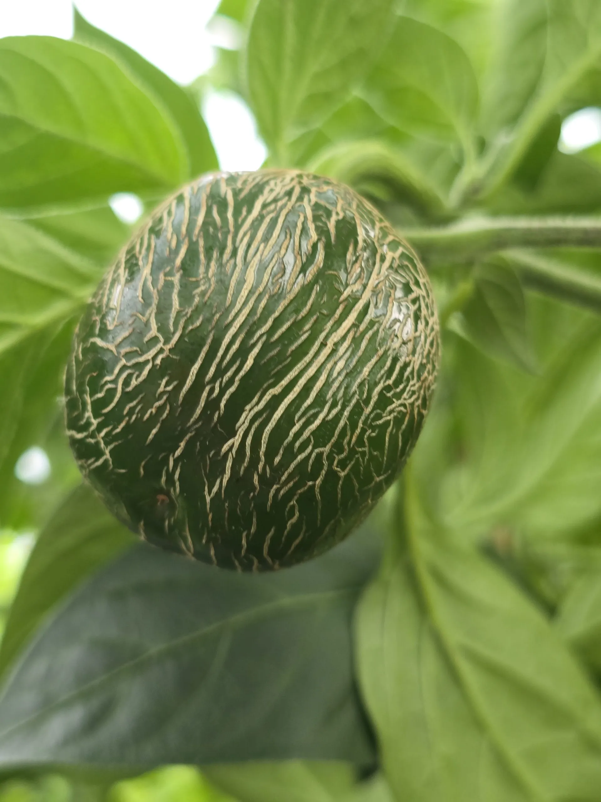 Jalapeño Dieghito Chilli Seeds - Image 3