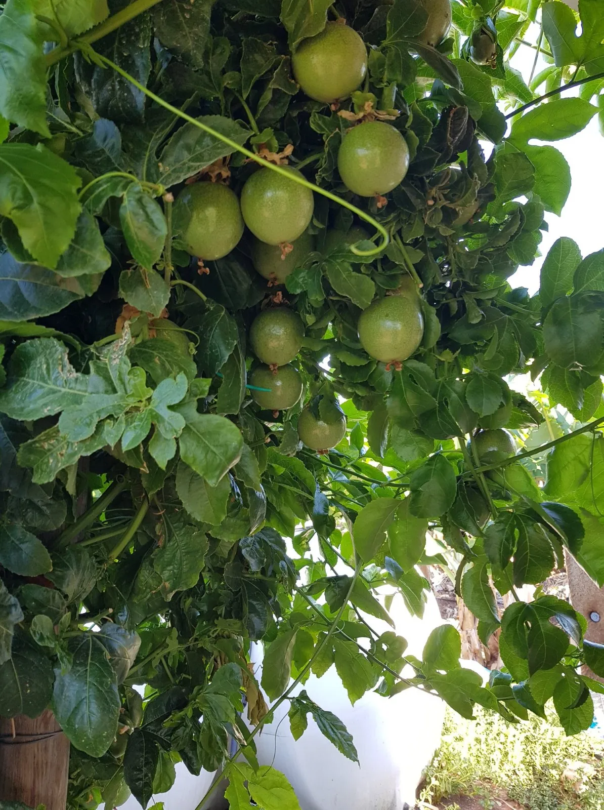 Purple Passionfruit Seeds - Image 6