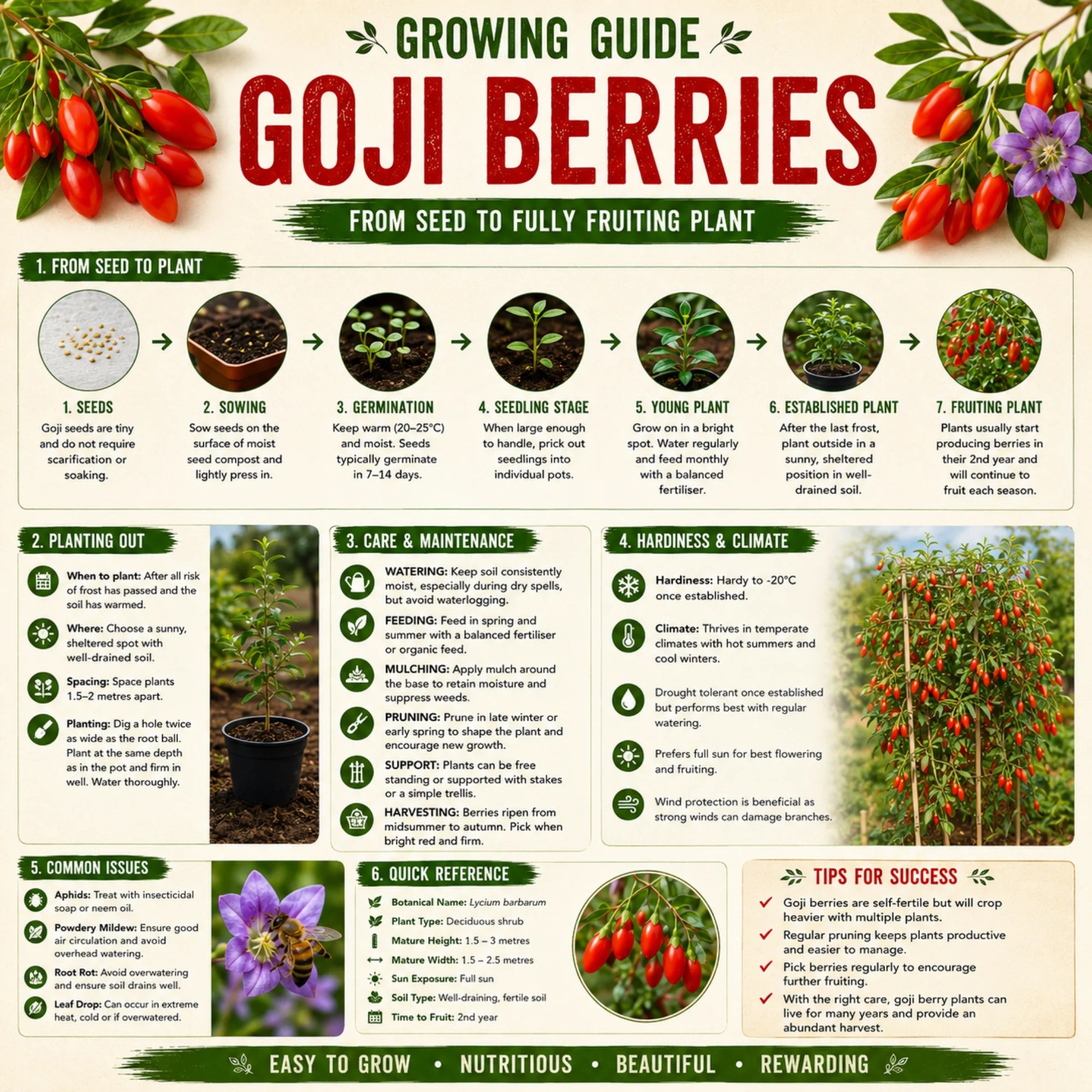 Goji Berry Seeds - Image 3