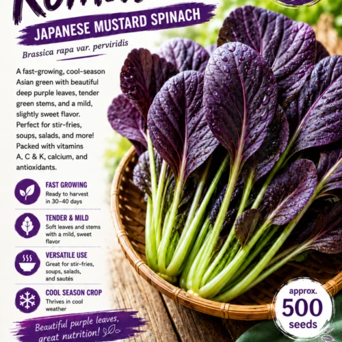 Purple Komatsuna Seeds