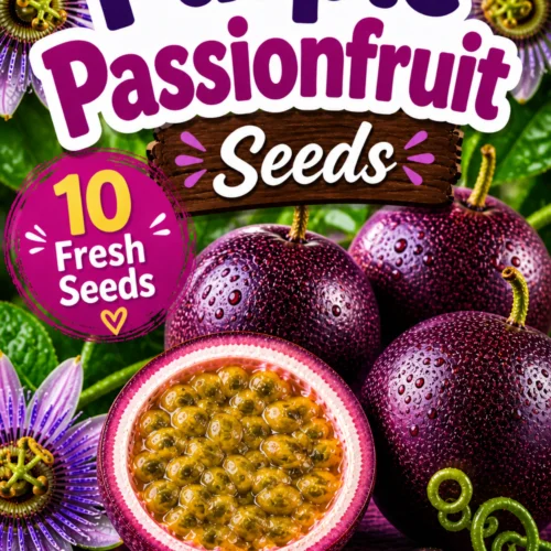 Purple Passionfruit Seeds
