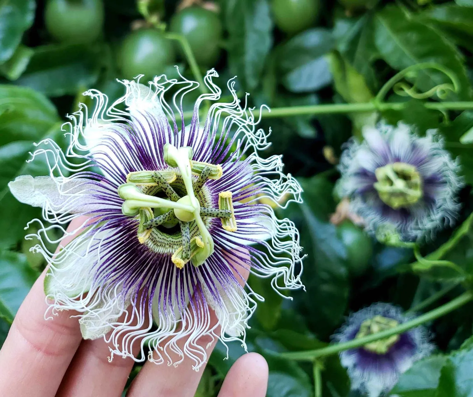 Purple Passionfruit Seeds - Image 2