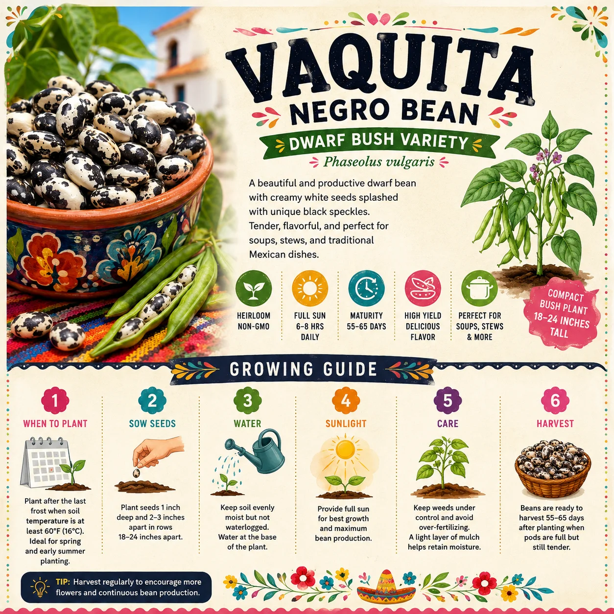 Vaquita Negro Bean Seeds - Image 2