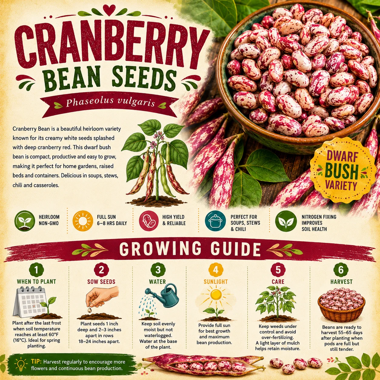 Cranberry Bean Seeds - Image 2