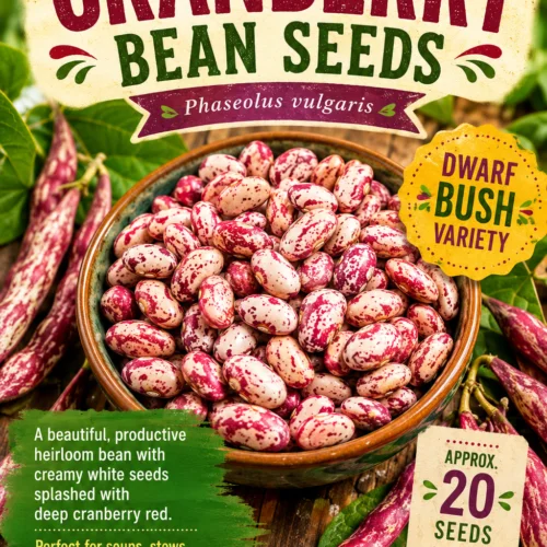 Cranberry Bean Seeds
