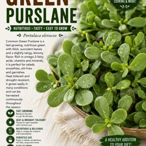 Common Green Purslane Seeds