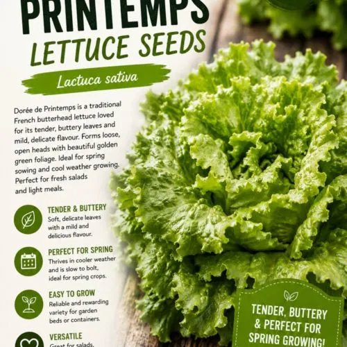 Dorée de Printemps Lettuce Seeds
