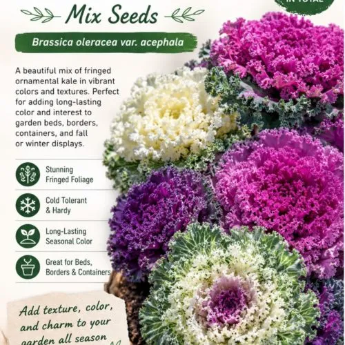 Fringed Leaved Ornamental Kale Mix Seeds