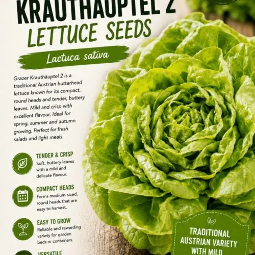 Grazer Krauthäuptel 2 Lettuce Seeds