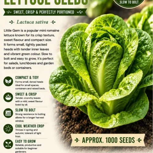 Little Gem Lettuce Seeds