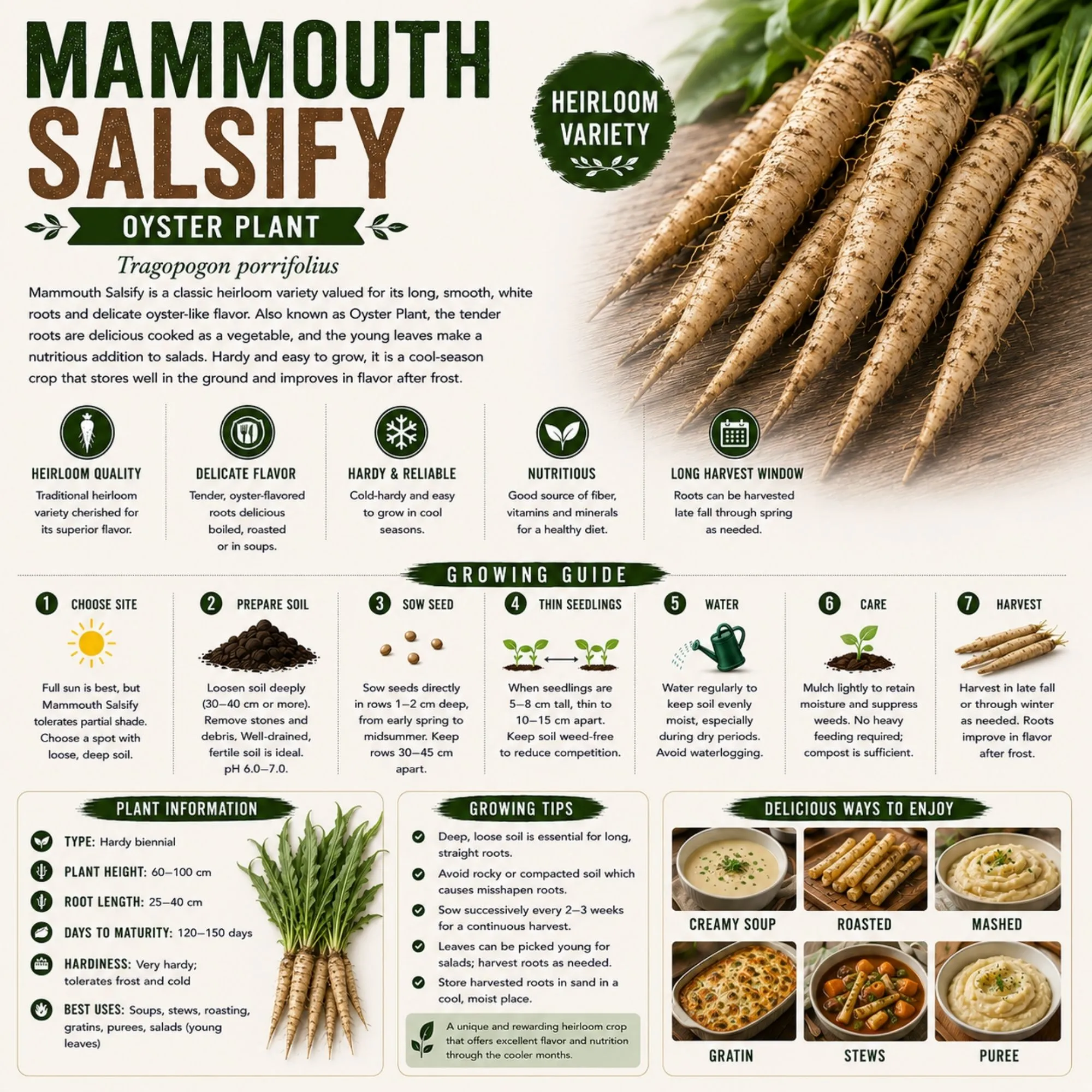 Mammouth Salsify Seeds - Image 2