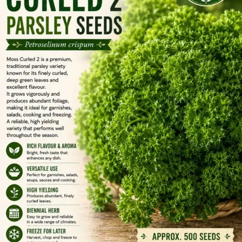 Moss Curled 2 Parsley Seeds
