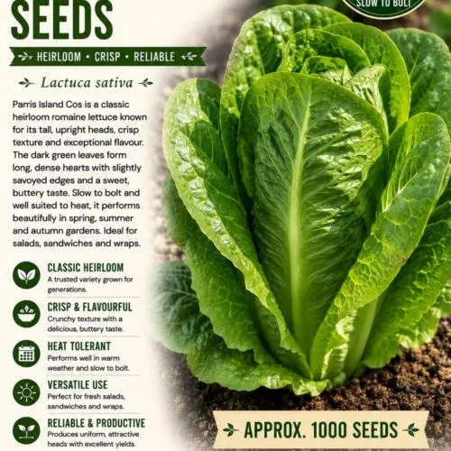 Parris Island Cos Lettuce Seeds