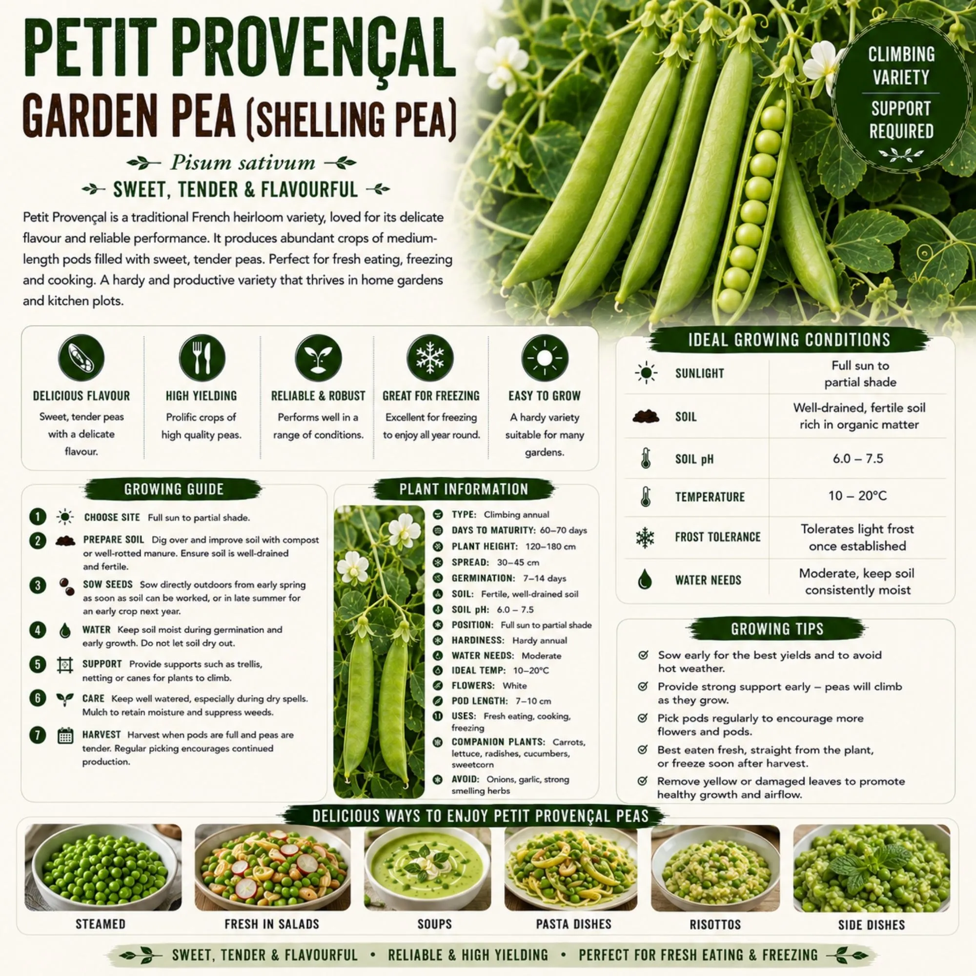 Petit Provencal Garden Pea Seeds - Image 2