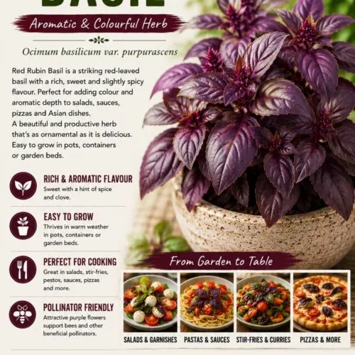 Red Rubin Basil Seeds