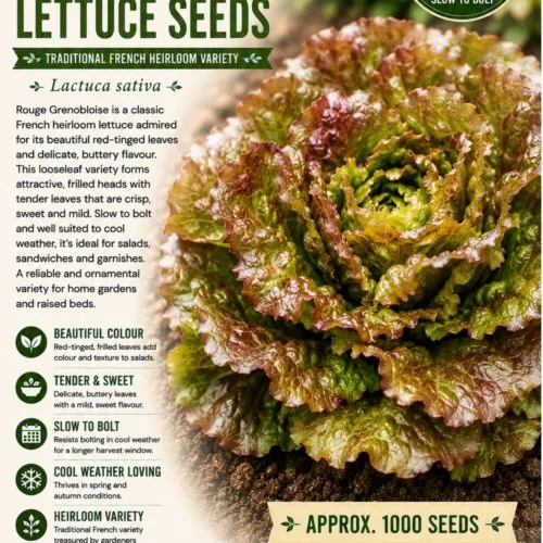 Rouge Grenobloise Lettuce Seeds