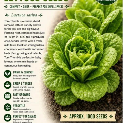 Tom Thumb Lettuce Seeds