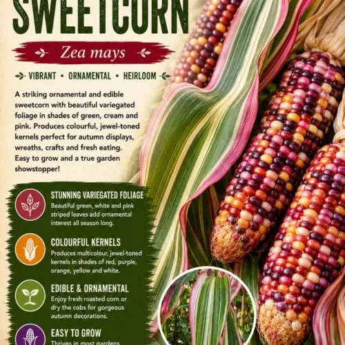 Variegata Maize / Corn Seeds
