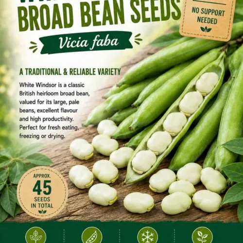 White Windsor Broad Bean Seeds