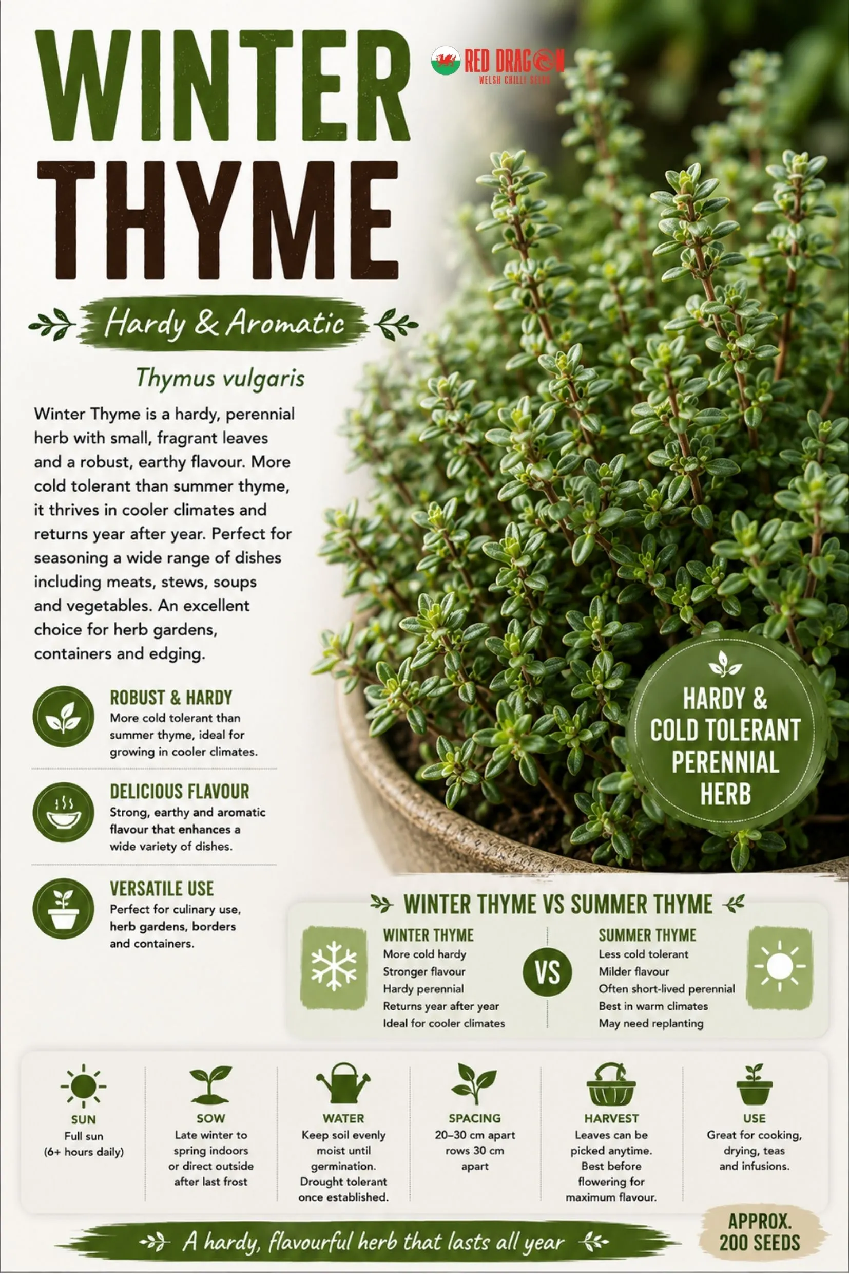 Winter Thyme Seeds
