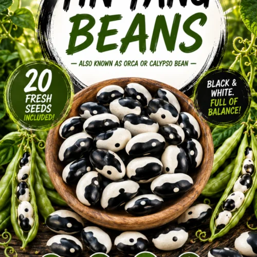 Ying Yang Beans for Growing
