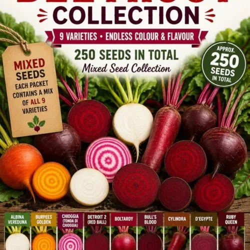 Ultimate Beetroot Collection Seeds for Growing – 250 Mixed Seeds (9 Varieties)