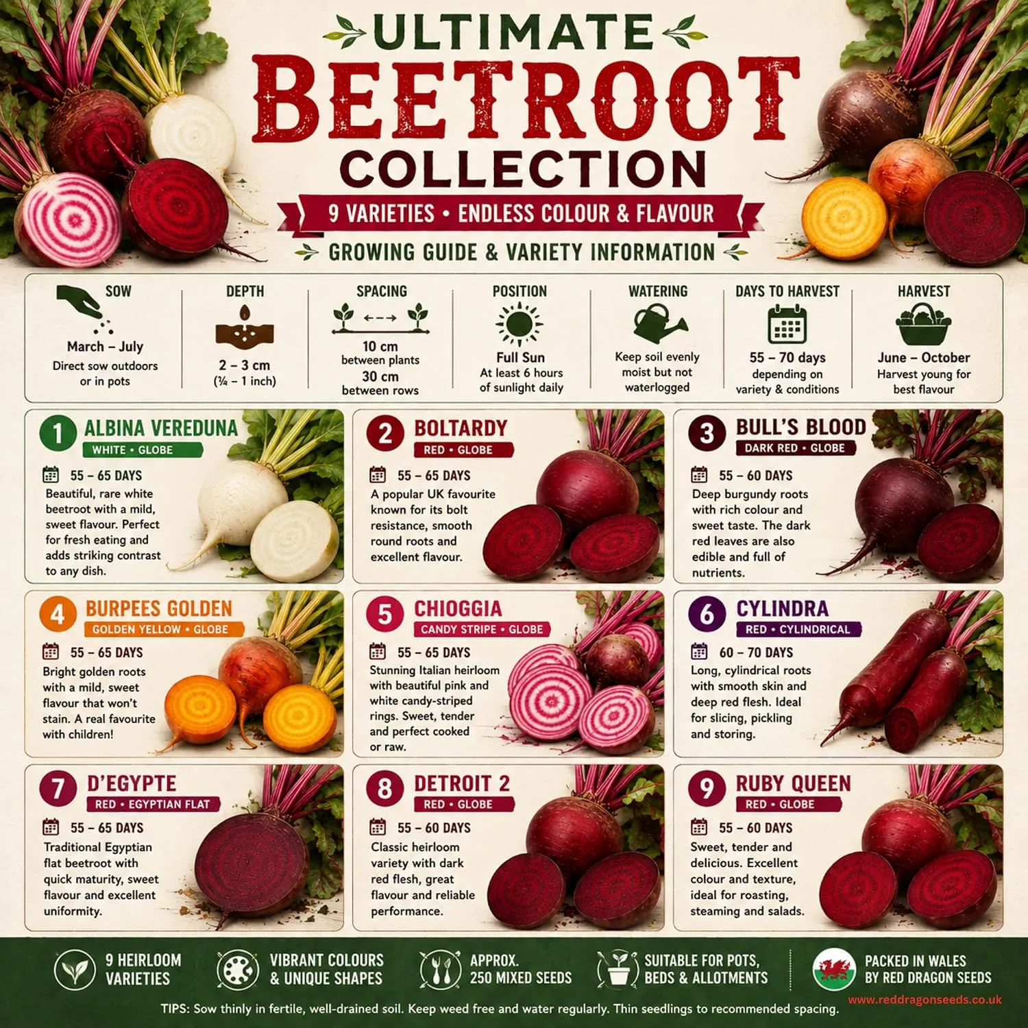 Ultimate Beetroot Collection Seeds for Growing – 250 Mixed Seeds (9 Varieties) - Image 2