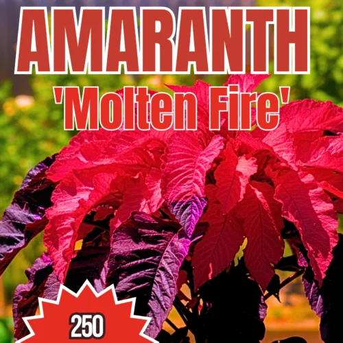Molten Fire Amaranthus Seeds