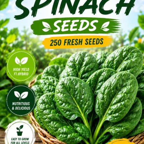 Amazon F1 Spinach Seeds