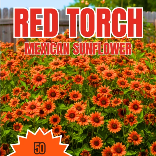 Red Torch Sunflower Seeds