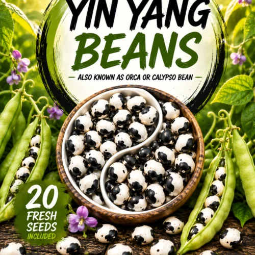 Yin Yang Bean Seeds