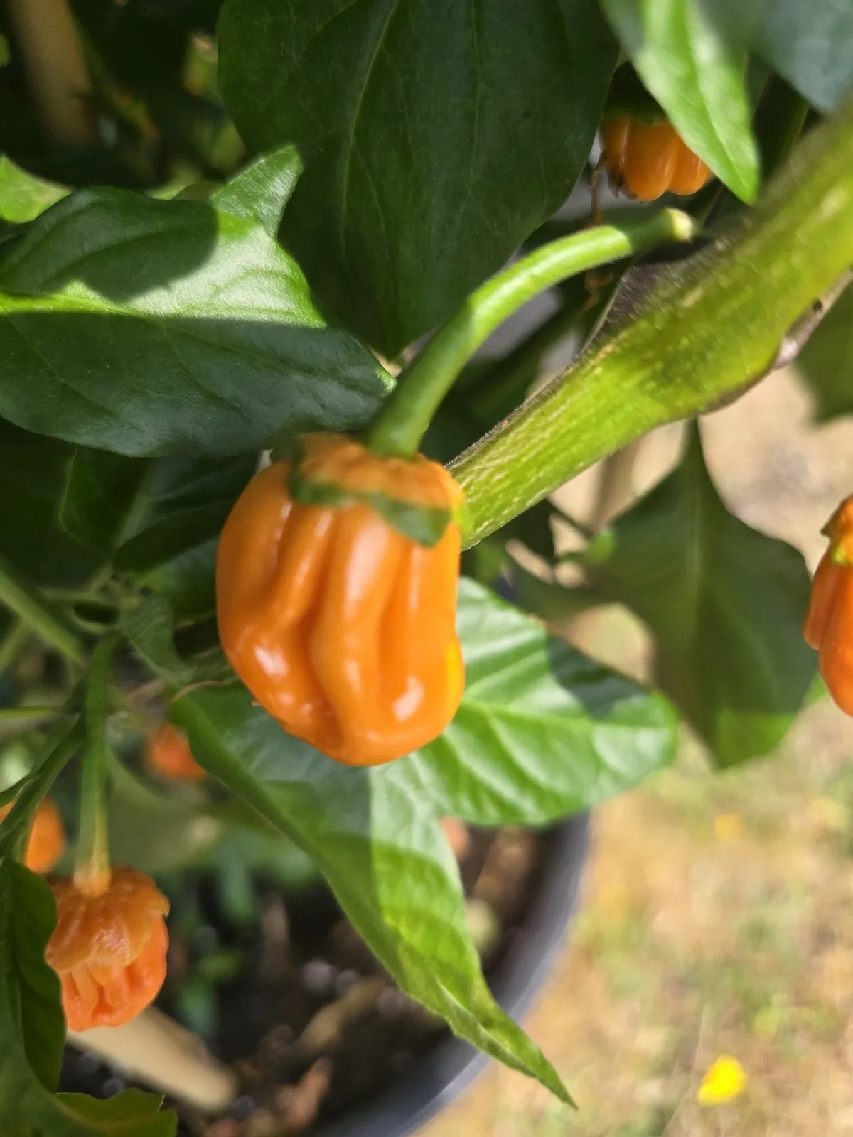 BBG Pumpkin Chilli Seeds - Image 3