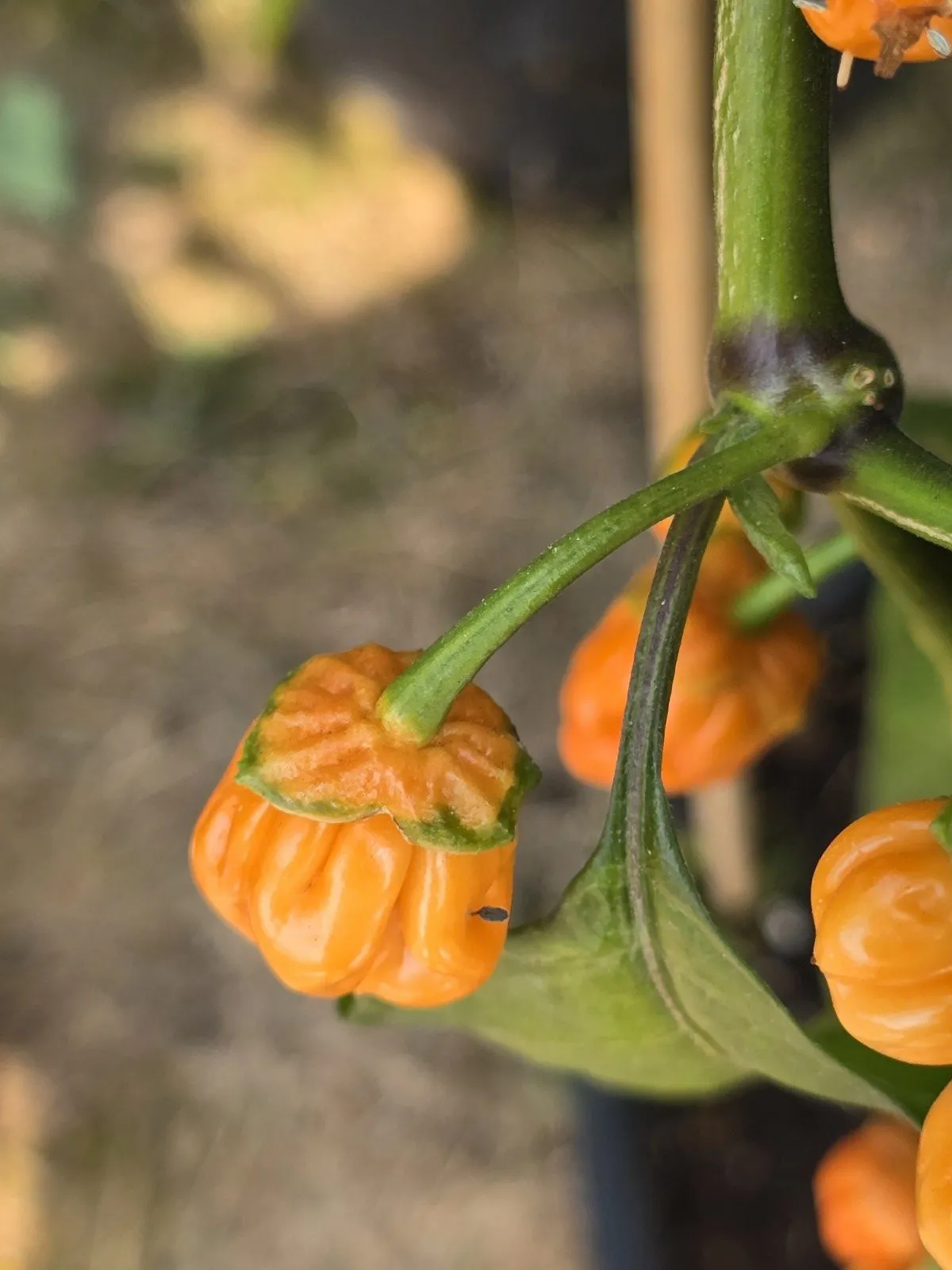 BBG Pumpkin Chilli Seeds - Image 2