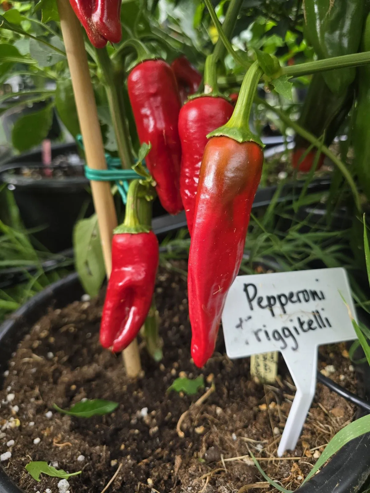 Peperoni Friggitelli Chilli Seeds - Image 2