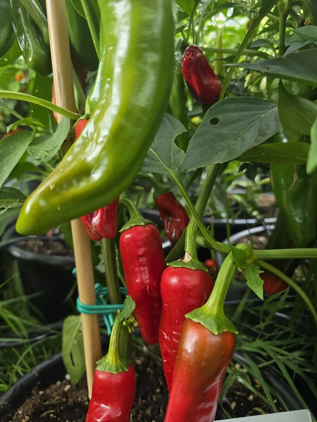 Peperoni Friggitelli Chilli Seeds - Image 3