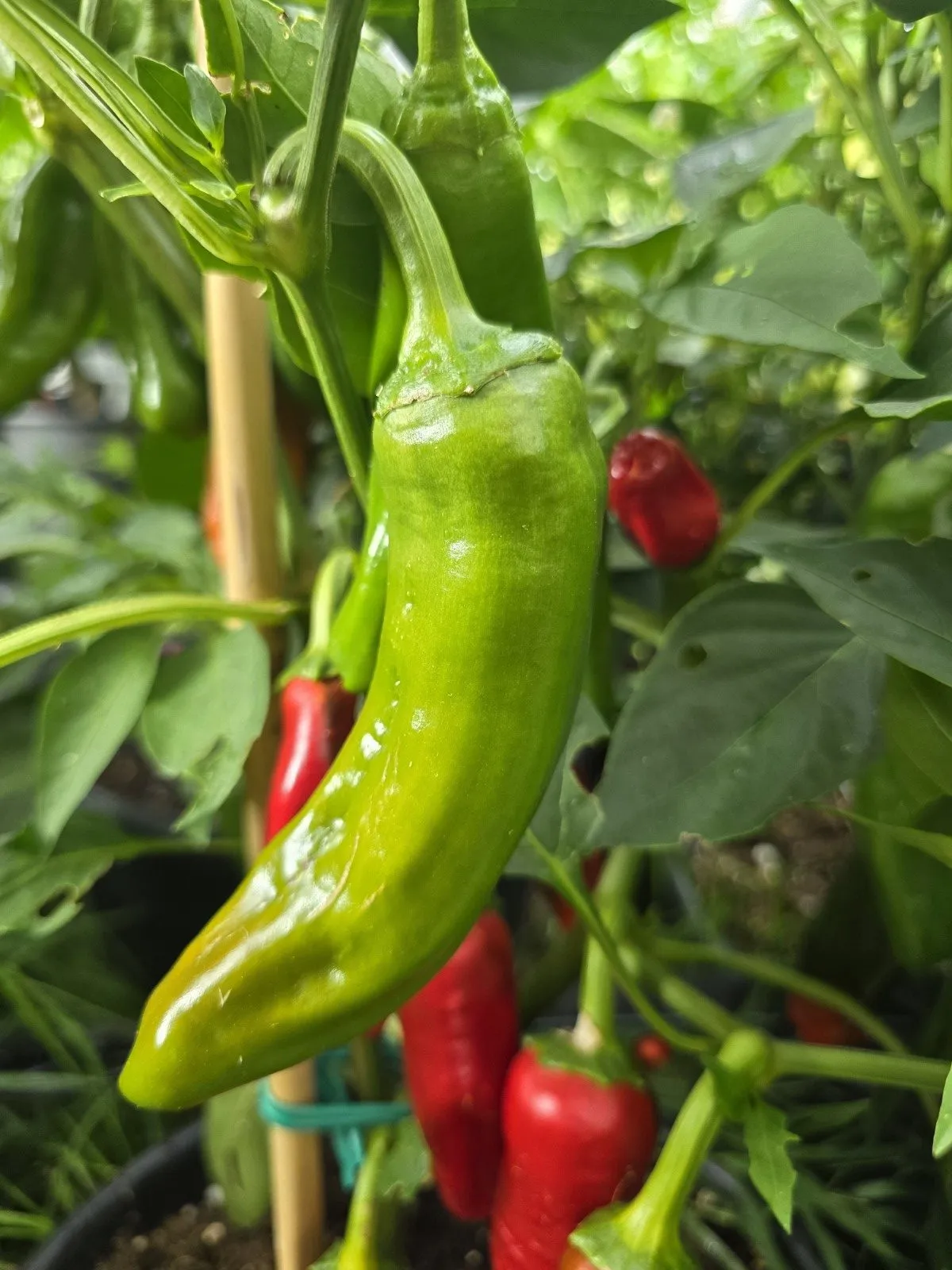 Peperoni Friggitelli Chilli Seeds - Image 5
