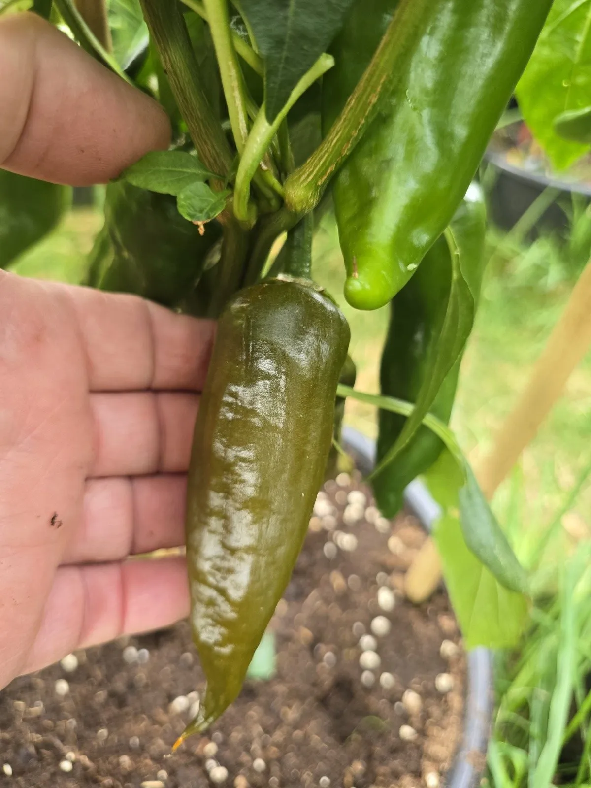 Berbre Anaheim Mustard Chilli Seeds - Image 3