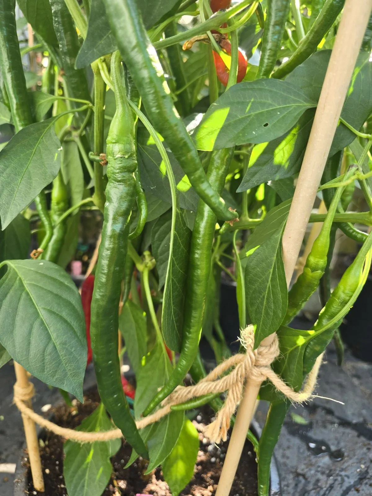 Turkish Snake Chilli Seeds - Image 9