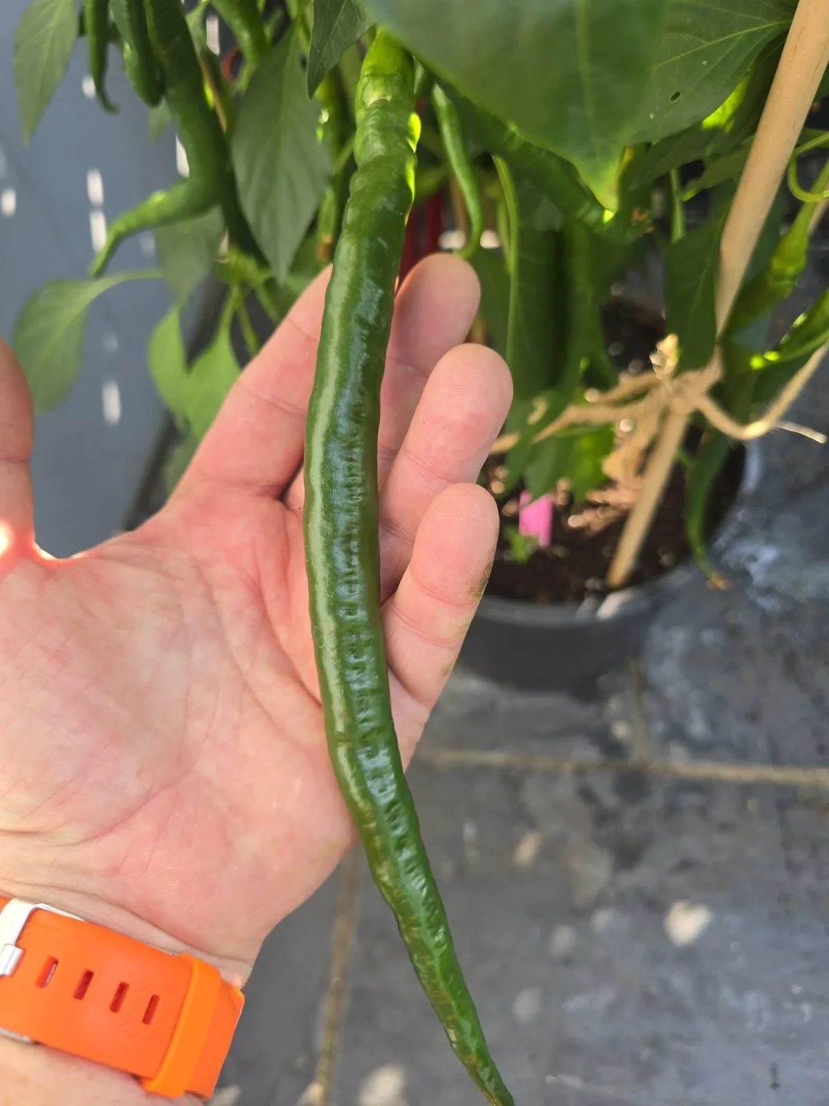 Turkish Snake Chilli Seeds - Image 4