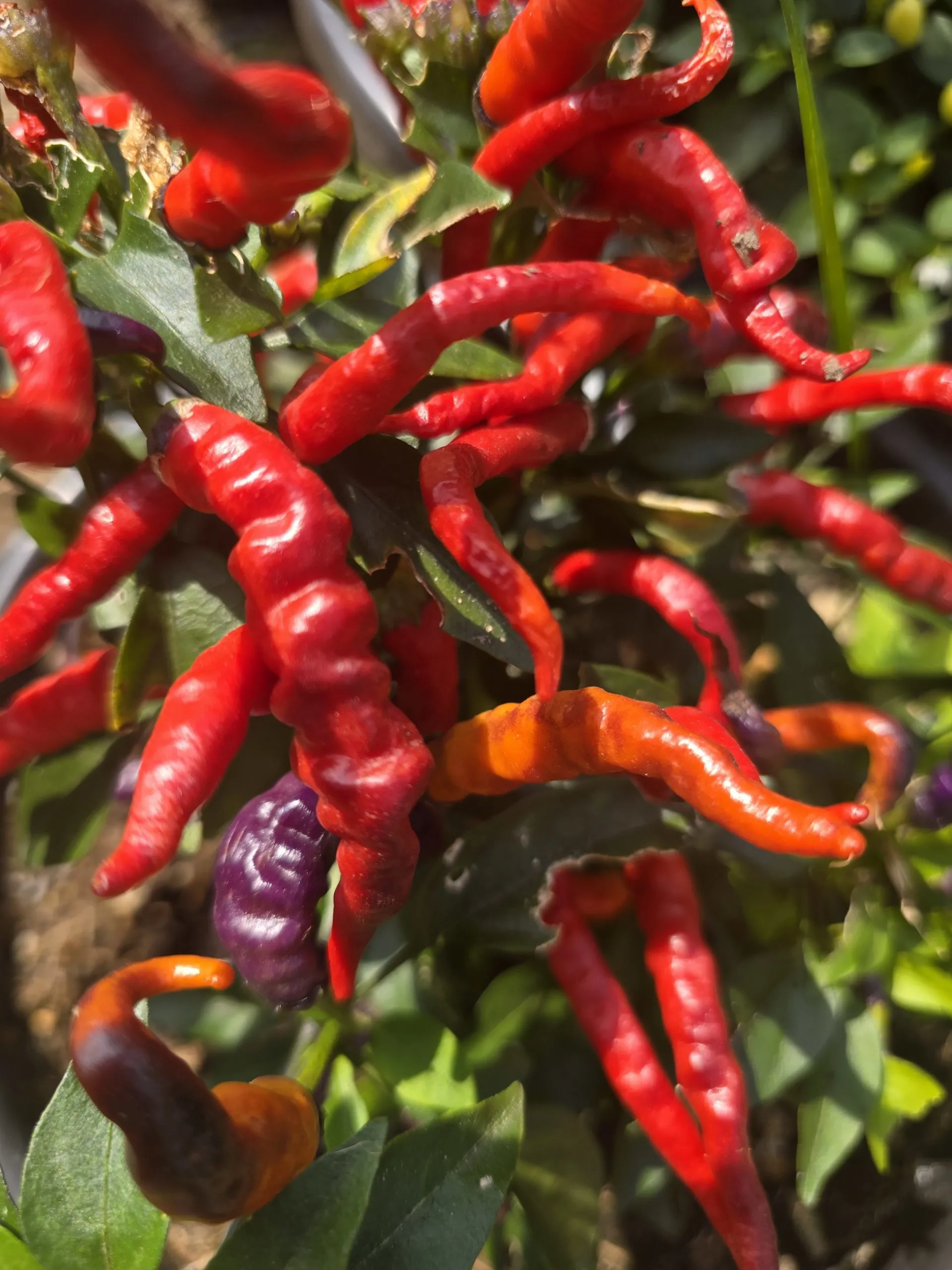 Numex April Fools Chilli Seeds - Image 3
