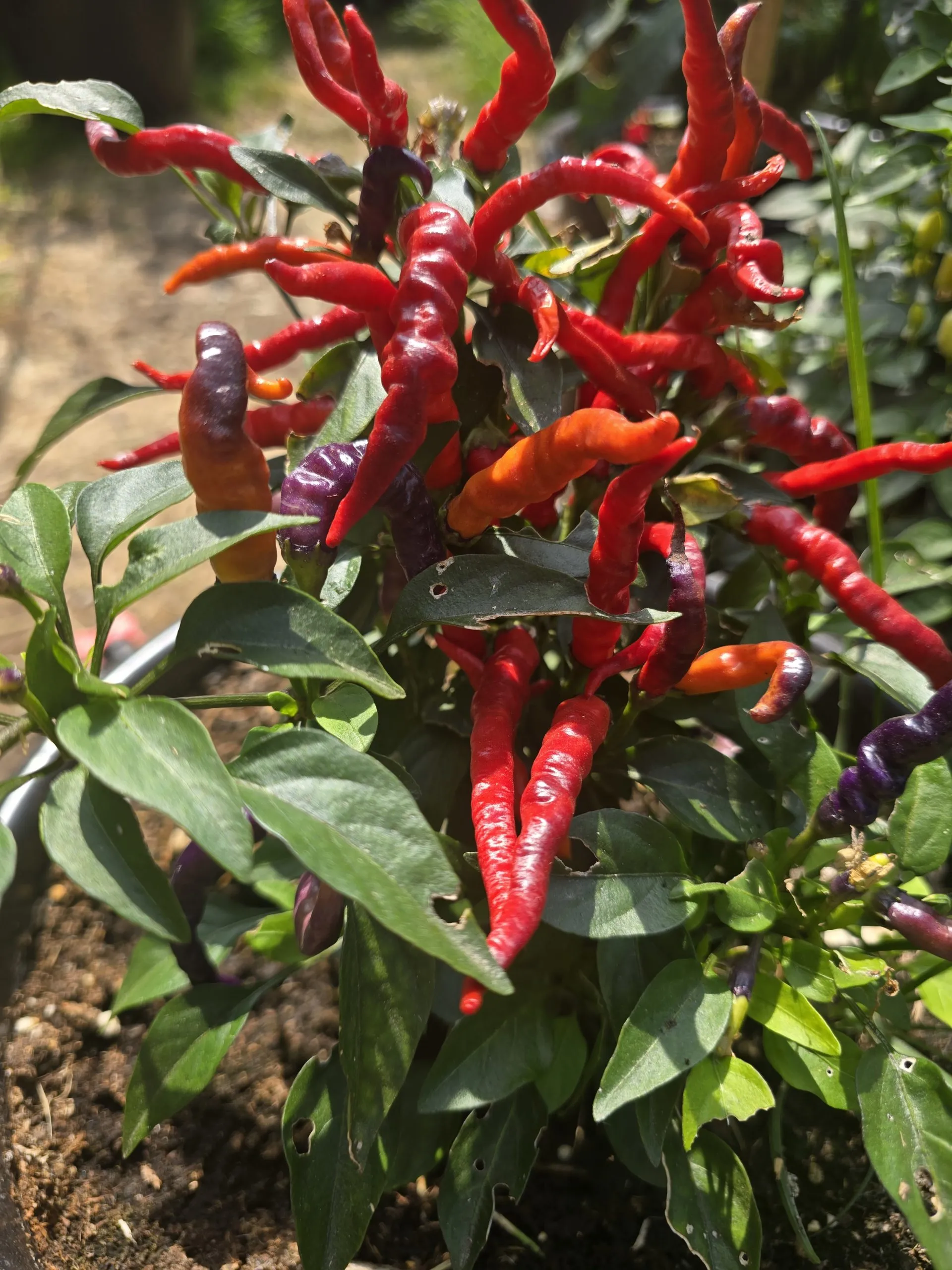 Numex April Fools Chilli Seeds - Image 4