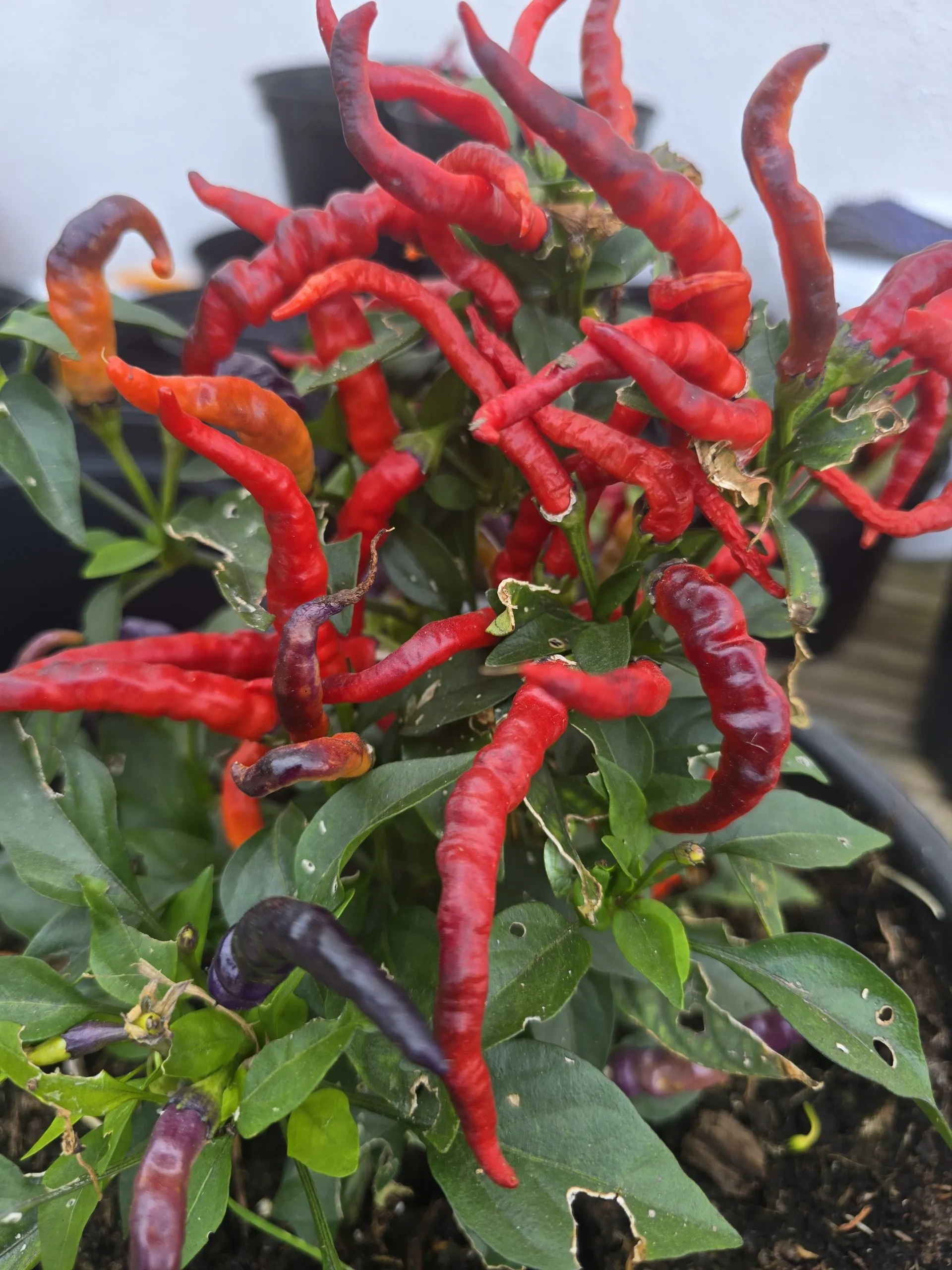 Numex April Fools Chilli Seeds - Image 5