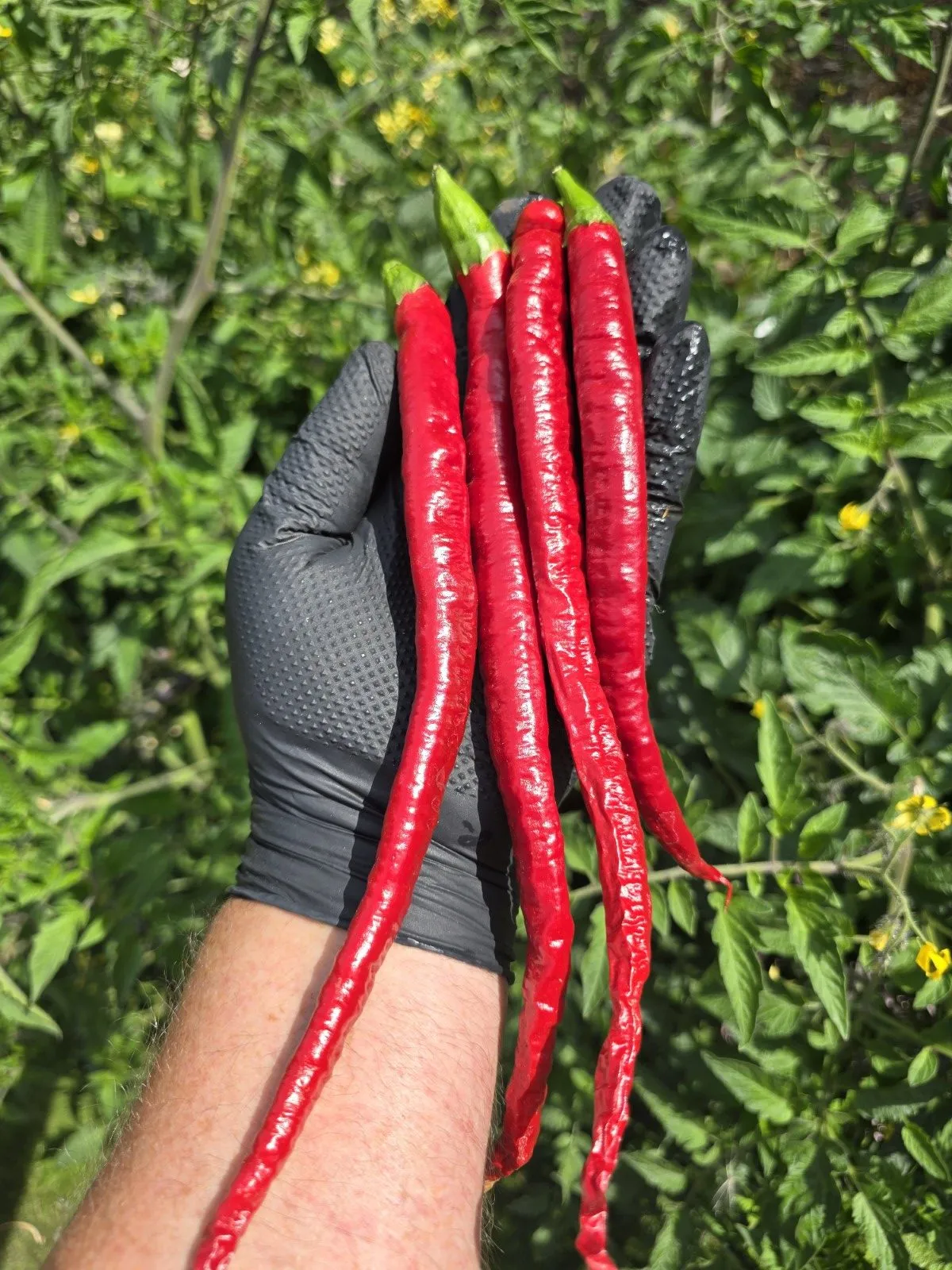 Turkish Snake Chilli Seeds - Image 2