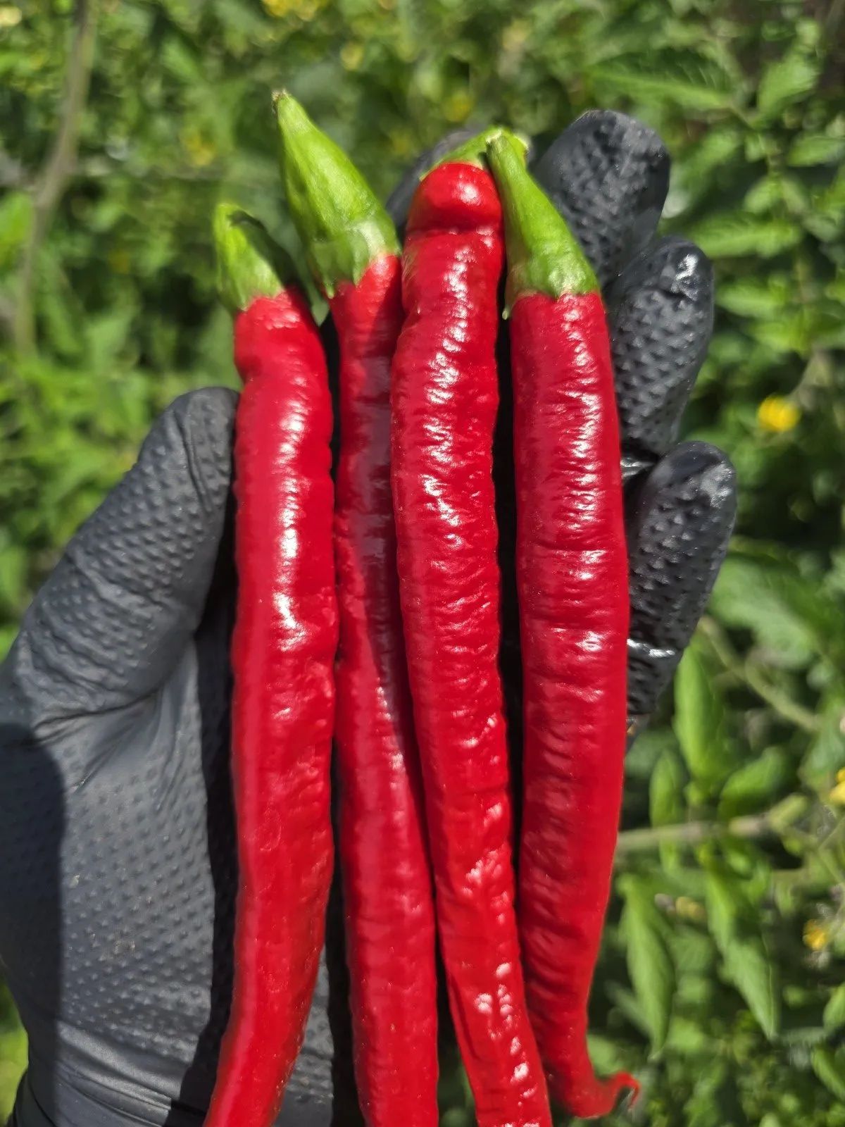 Turkish Snake Chilli Seeds - Image 6