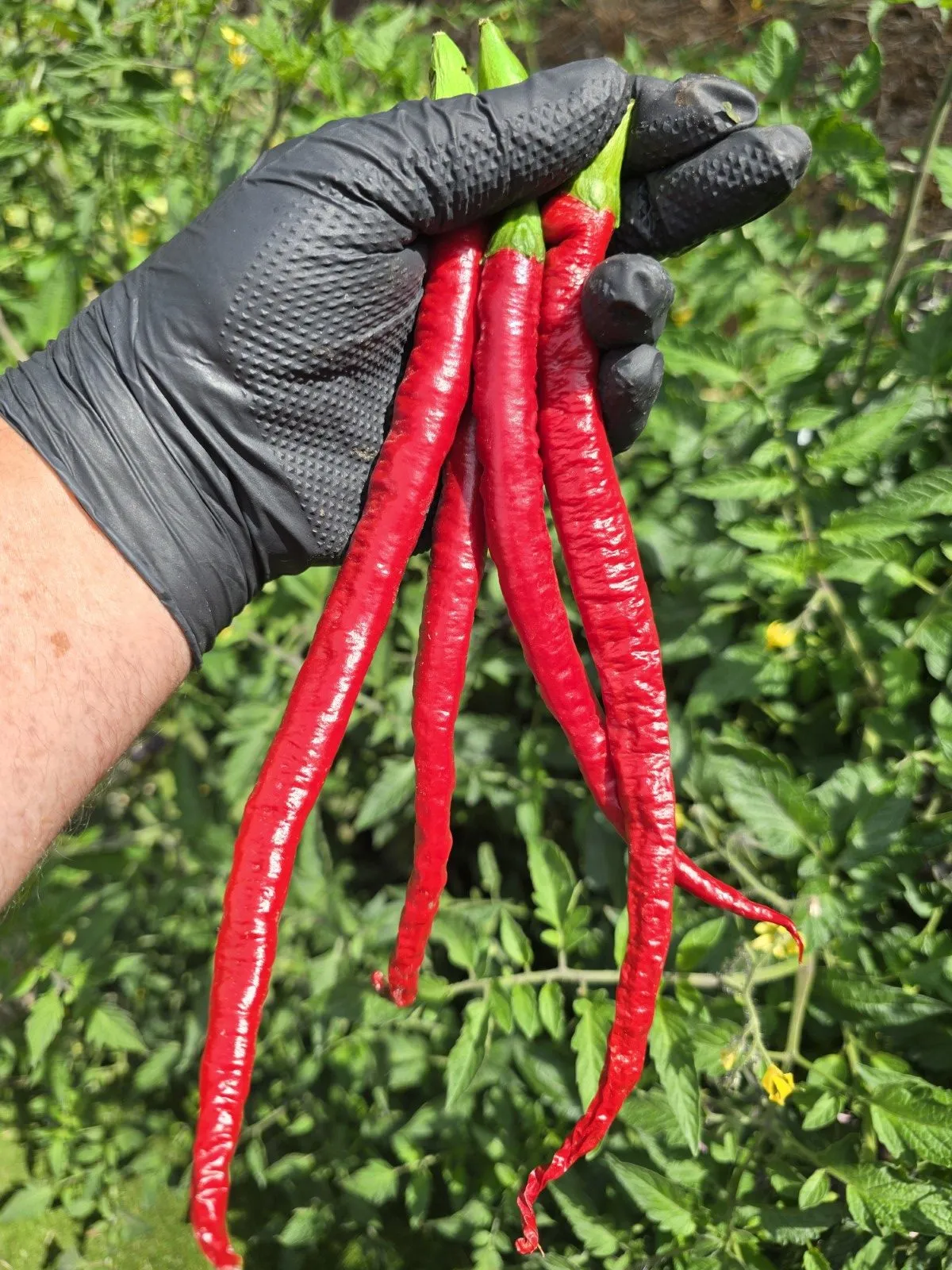 Turkish Snake Chilli Seeds - Image 5