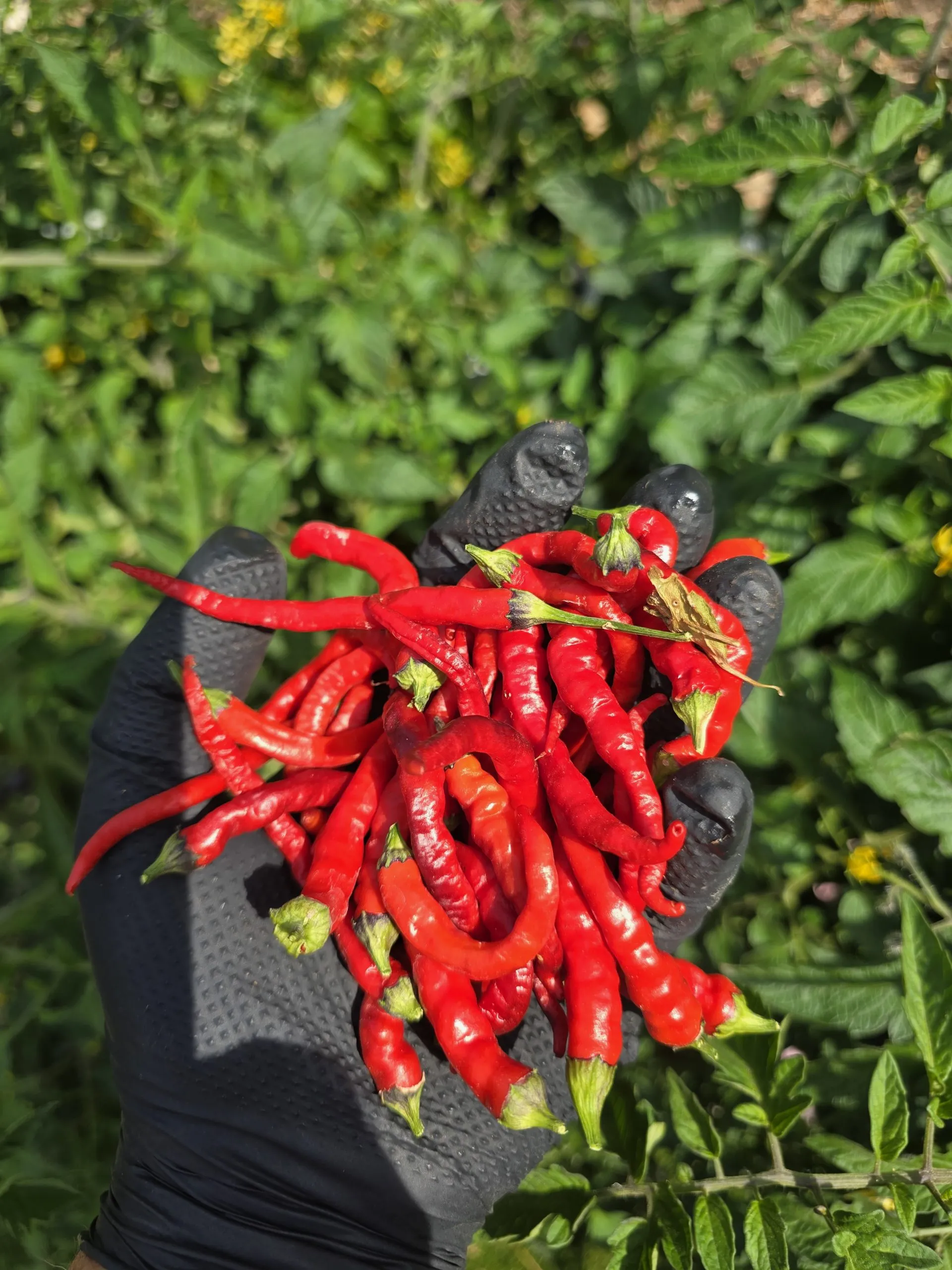 Numex April Fools Chilli Seeds - Image 2