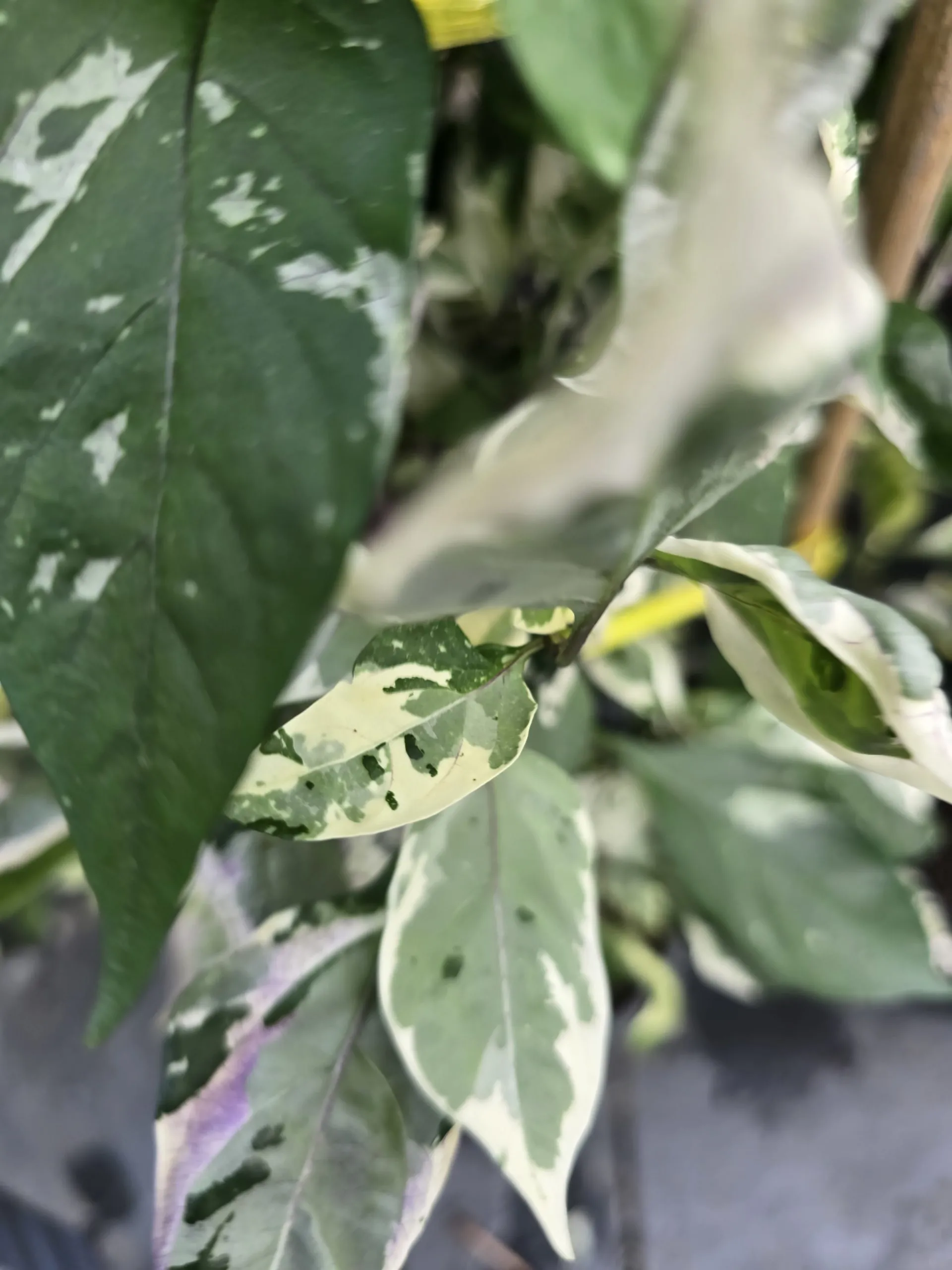 Biker Billy Knight Chilli Seeds - Image 7