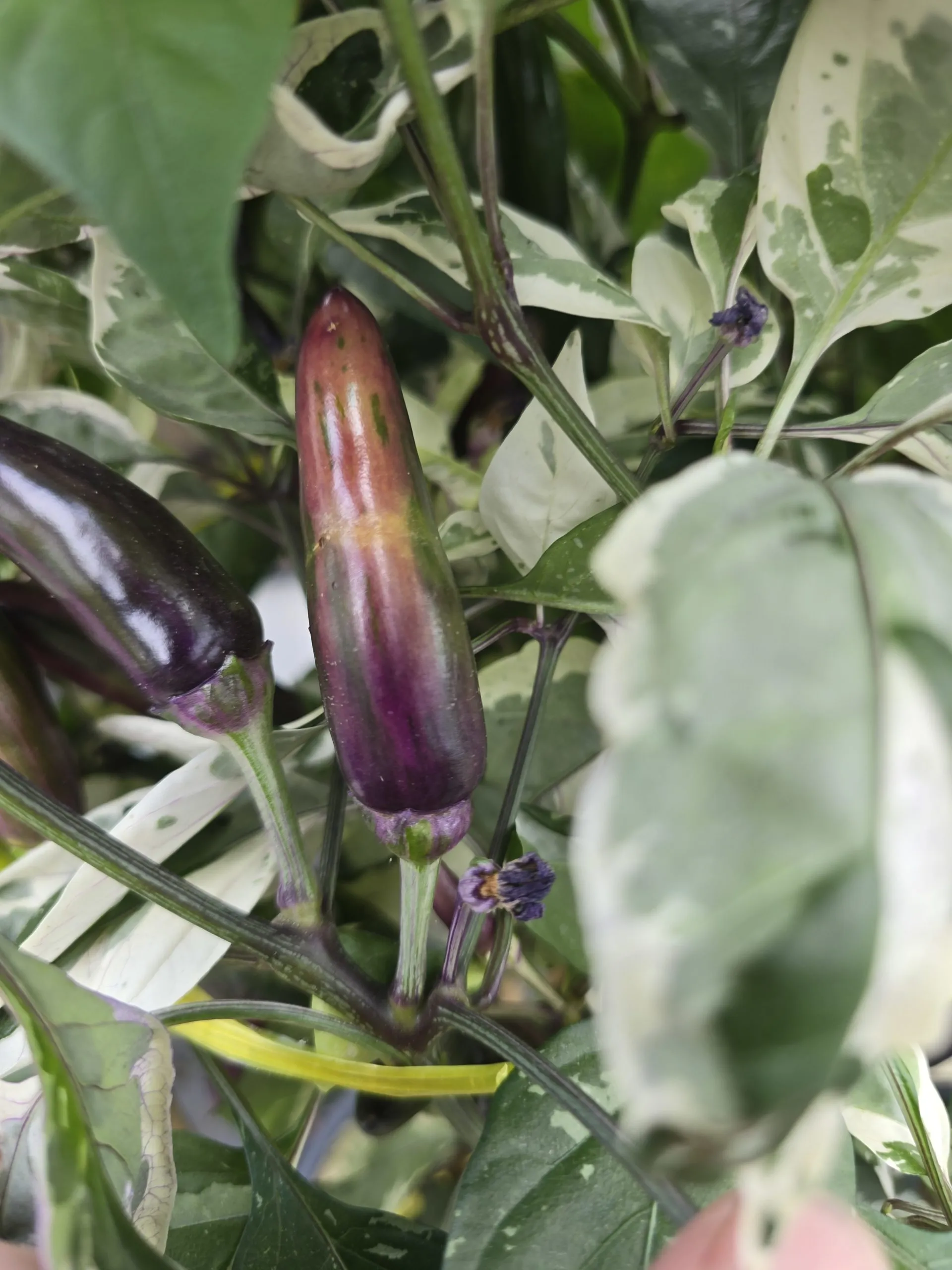 Biker Billy Knight Chilli Seeds - Image 6