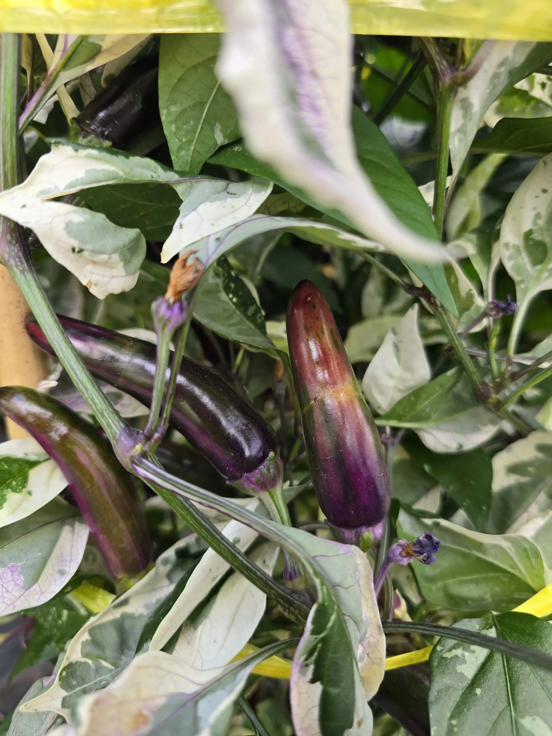 Biker Billy Knight Chilli Seeds - Image 5