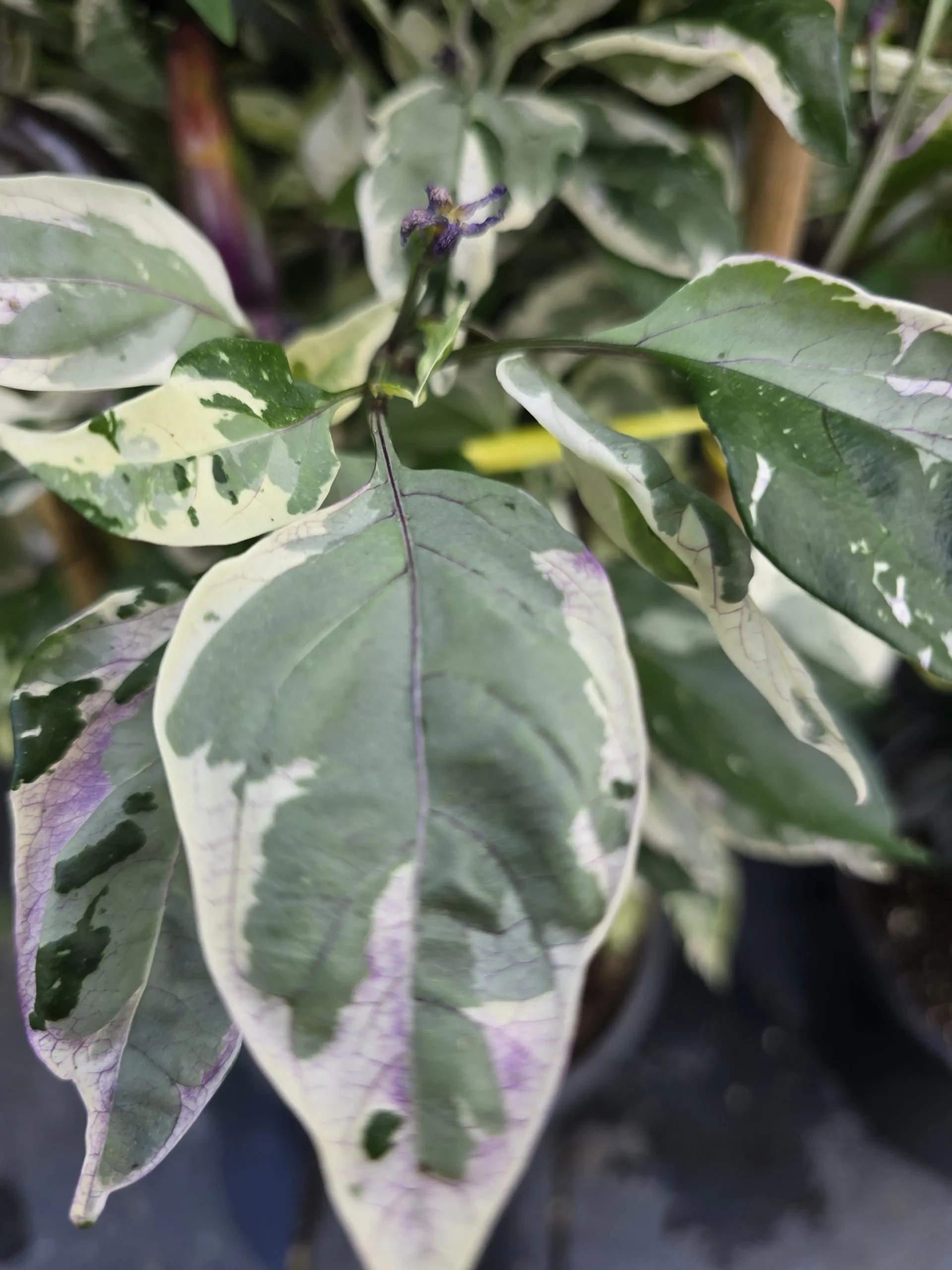 Biker Billy Knight Chilli Seeds - Image 4